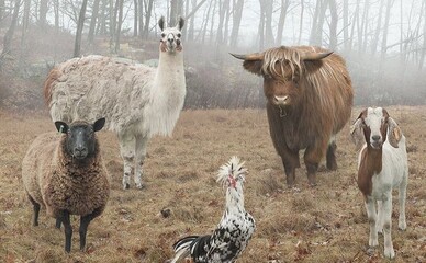 Запрацював єдиний реєстр домашніх тварин: що робити власникам
