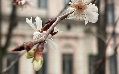 В трех районах Киева посреди зимы внезапно зацвела сакура: почему это плохо