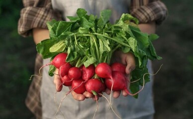 Де у Києві можна купити фермерські продукти: локації тижня