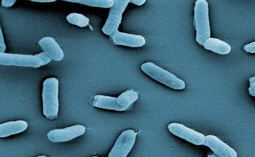 Електронна мікрофотографія Salmonella enterica серовару TyphimuriumRetryClaude can make mistakes. Please double-check responses.
