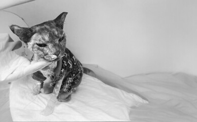 У Києві померла кішка Аля, врятована після обстрілу 7 травня