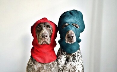 ЦНАПи Києва отримують сотні дзвінків на день через обов’язкову реєстрацію собак