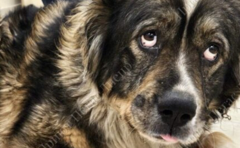 В Днепре спасли собаку с 3-килограммовой опухолью - фото