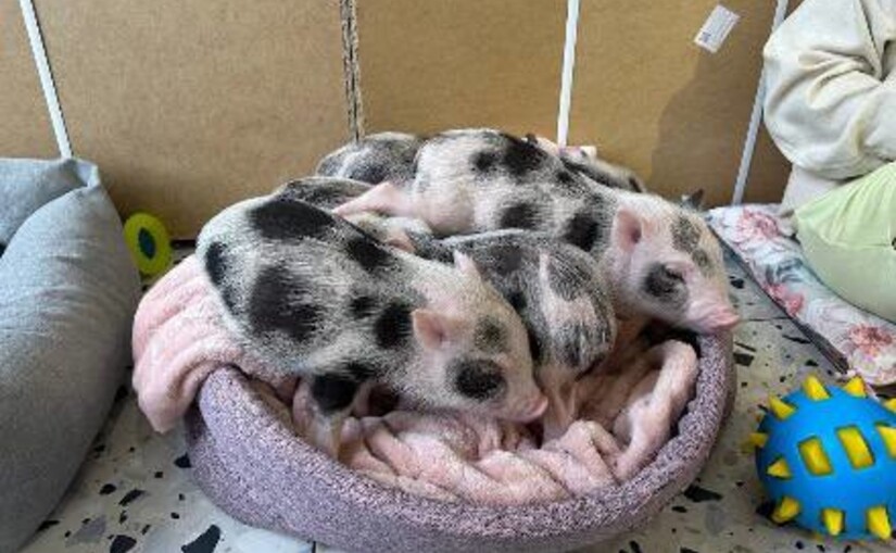 Поліція зареєструвала заяву про київське кафе з поросятами після скарг зоозахисників - фото