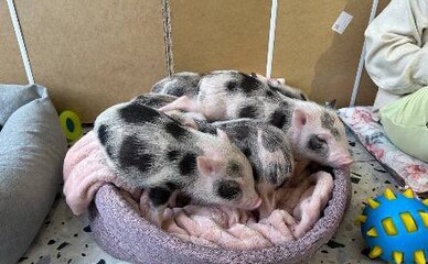 Поліція зареєструвала заяву про київське кафе з поросятами після скарг зоозахисників