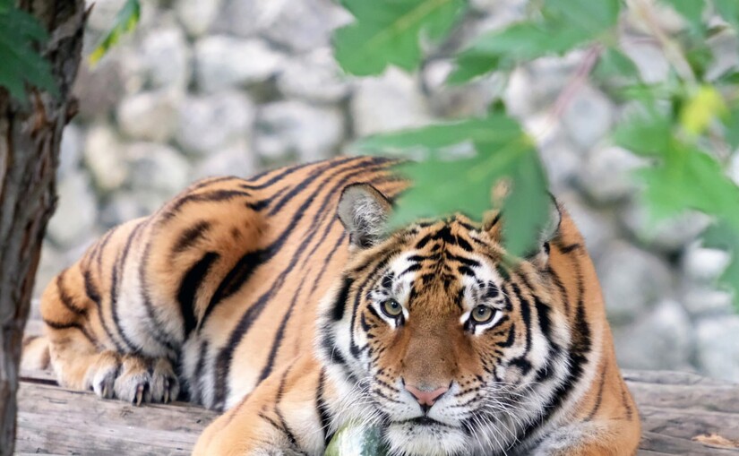 У столичному зоопарку стартують гарбузові вікенди для хижаків - фото