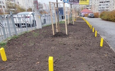 В Деснянском районе высадили 30 серебристых кленов