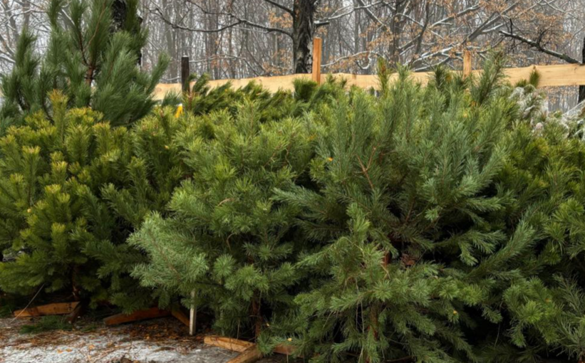 Де у Полтаві купити ялинку: адреси
