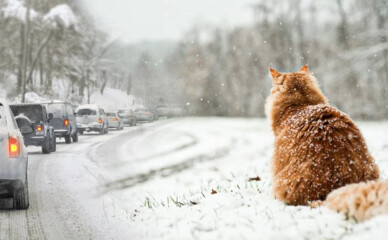 Київ і Україну накриє різке похолодання після короткої зимової відлиги