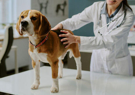 В Украине заработали новые правила в ветеринарии: что изменилось для владельцев животных, ветврачей и рынка лекарств