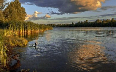 Прокуратура подала в суд из-за заповедного статуса зеленых зон Киева