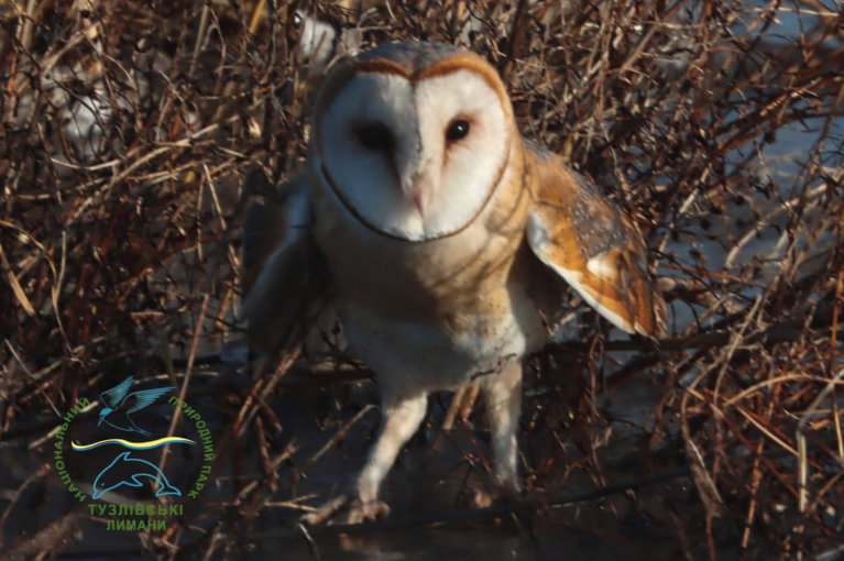 Рідкісну сову-сипуху випустили в дику природу в нацпарку на Одещині