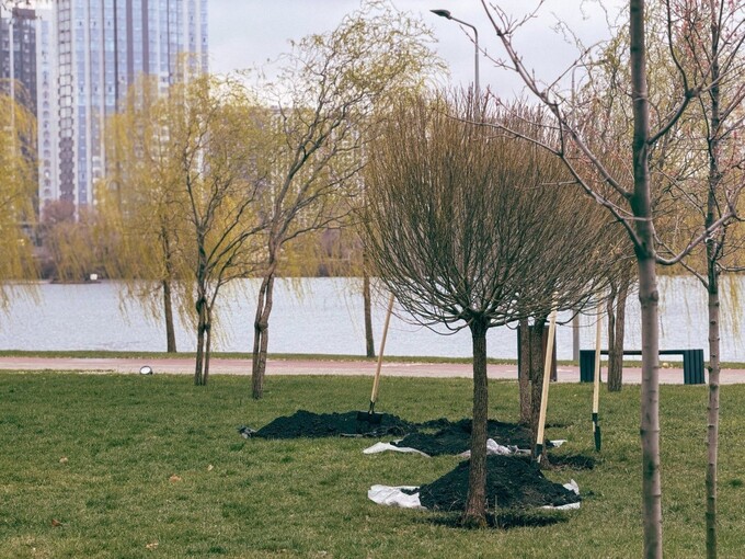 На Осокорках в парку «Прибережний»  висадили 15 верб  