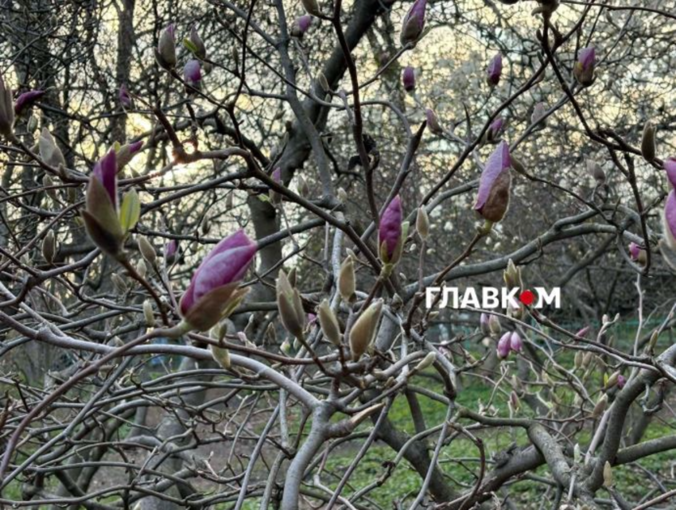 У ботсаду Фоміна розцвіли магнолії, азалії та стало більше сміття