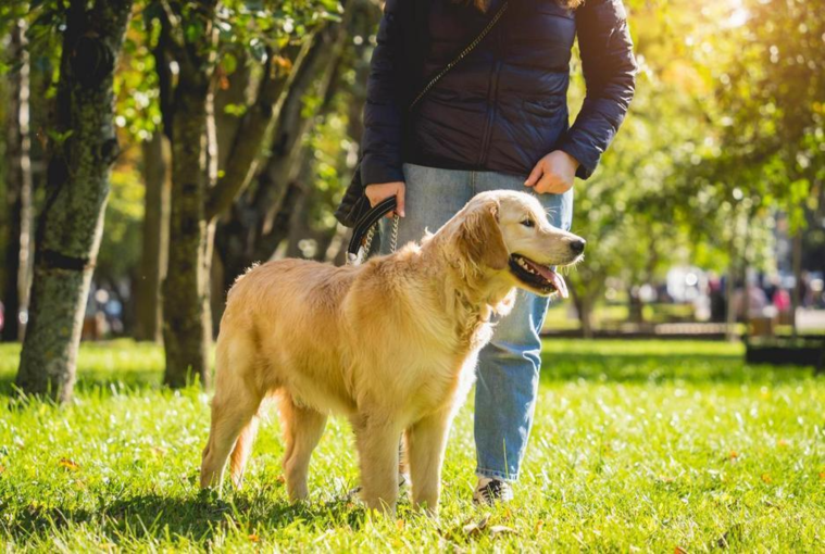 В Киеве запустили карту локаций для животных