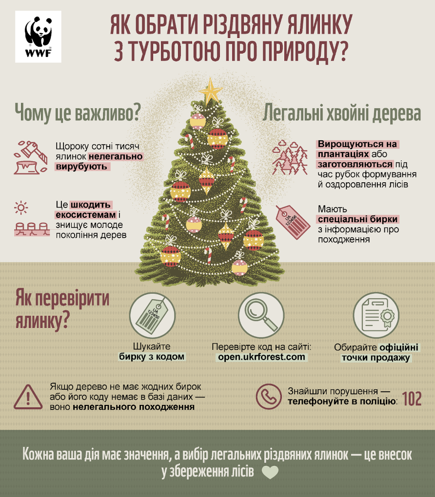 Екологи розповіли, як обрати легальну новорічну ялинку  фото 1
