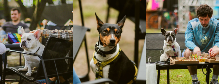 В Киеве пройдет фестиваль крафтового пива - фото