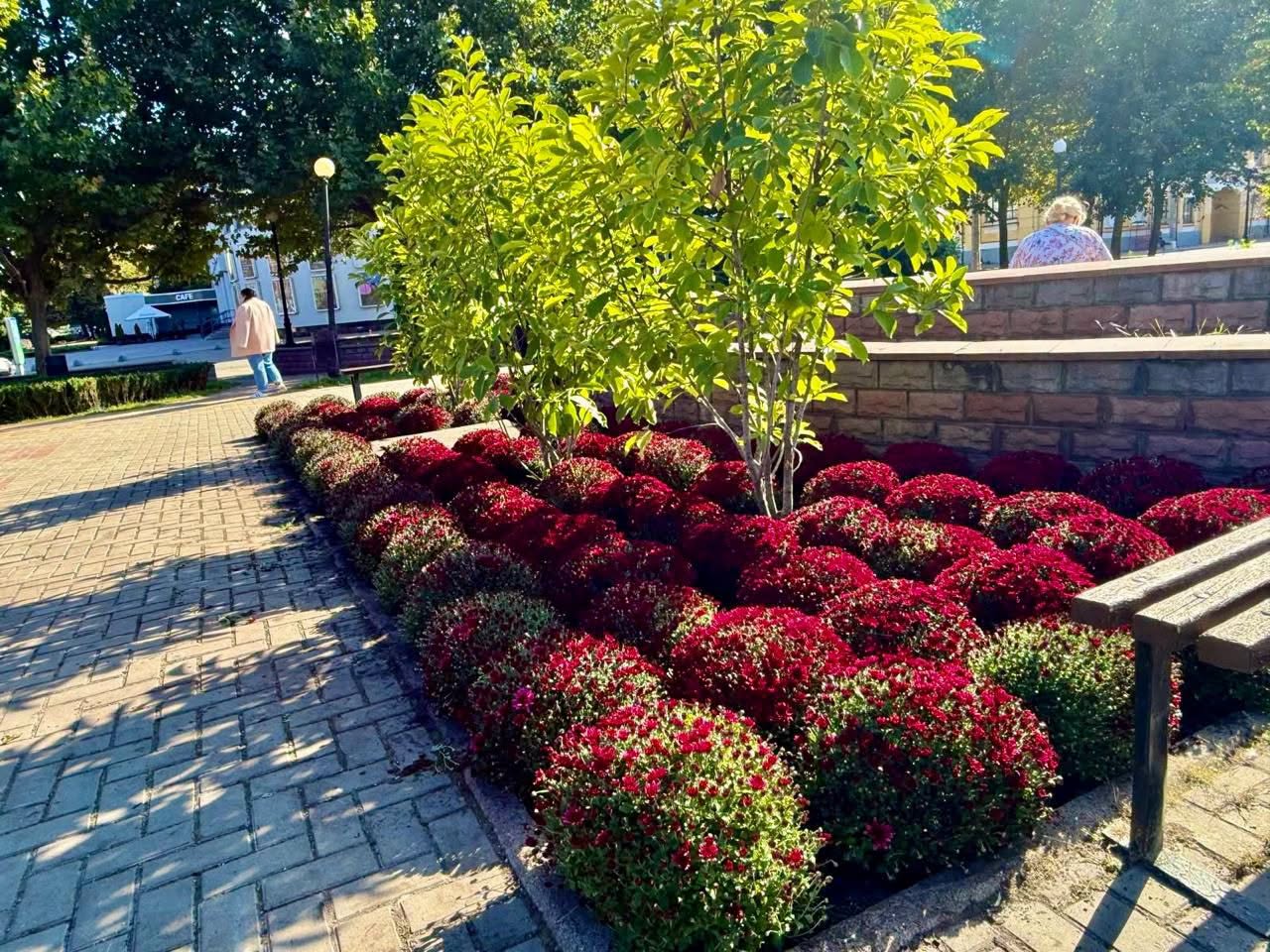 У Києві висадять понад десять тисяч кущів хризантем &mdash; перелік локацій фото 1